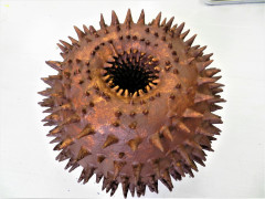 ２年　海野愛理「ウニカクリ」第65回田辺市美術展覧会入選