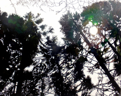 1年-松本桃奈　「Forest」第66回田辺市美術展　奨励賞