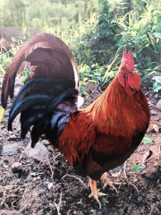 第21回高校生国際美術展　佳作　2年　前田なおみ「龍神地鶏」